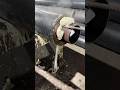 Polyurethane insulated steel pipes #InsulationGoals #production #automobile #welding #polyurethane