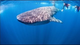 Swimming With Whale-Sharks In The Maldives Islands. Maamigli Island.