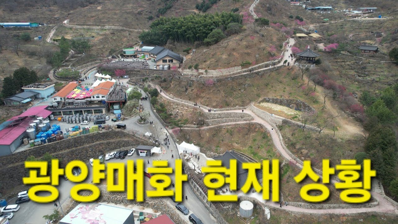 🌸 광양매화축제 개화 상황｜드론으로 본 매화마을 지금 모습 (미리답사)