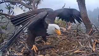 FOBBV🦅VIEWER DISCRETION⚠Jackie Consumes Remaining Unhatched Egg Ahead Of Storm💔2024-04-13