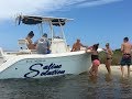 Free Dolphin Tour-Orange Beach/Pensacola