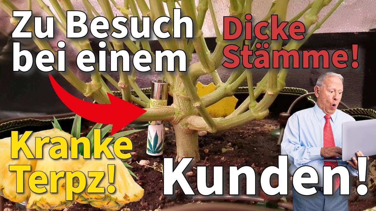 Kranke Terpz! Dicke Stämme! Update zum Kundenbesuch - 3 Phänotypen 1 Gewinner  100% organischer Grow