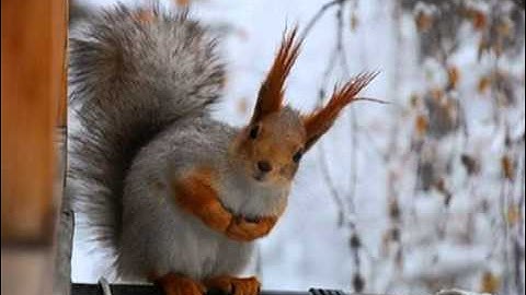 Brothomstates - Adozenaday