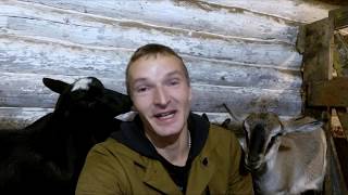 видео: Про сбыт козьего молока картинка: Про сбыт козьего молока