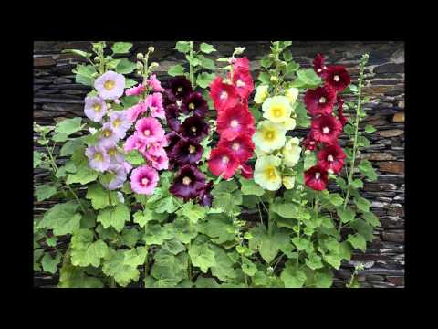 ШТОК-РОЗА, или МАЛЬВА/ALCEA - ALTHEA( растения/plants)( HD slide show)!