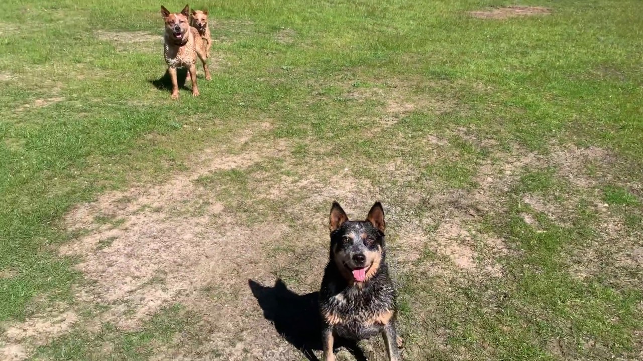 Taking the Dogs for a Run - Australian Cattle Dog Red Heeler Blue Heeler