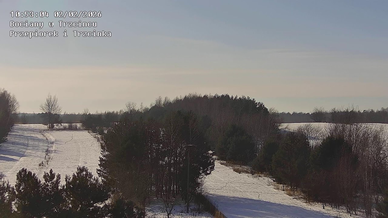 🔴 Bociany w Trzcińcu NA ŻYWO – widok z daleka | Lubelskie, gm. Lubartów, Polska