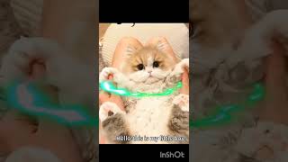 #angels#funnycats#cute#funny#😜😜😛😛😜😜😛😛