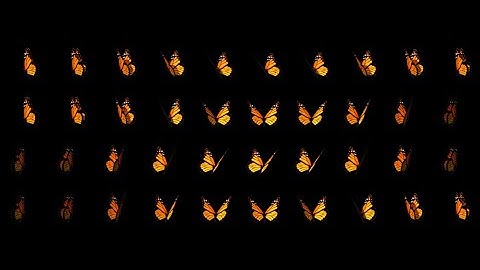 ZIM Explore! 63. Sprites with multiple Animations! With ZIM - Code Creativity on the Canvas - ZIMjs