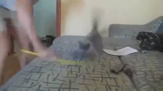 El gato metalero