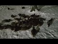 Утки мёрзнут 01.2023г.😱-40*С/г.Новокузнецк Россия