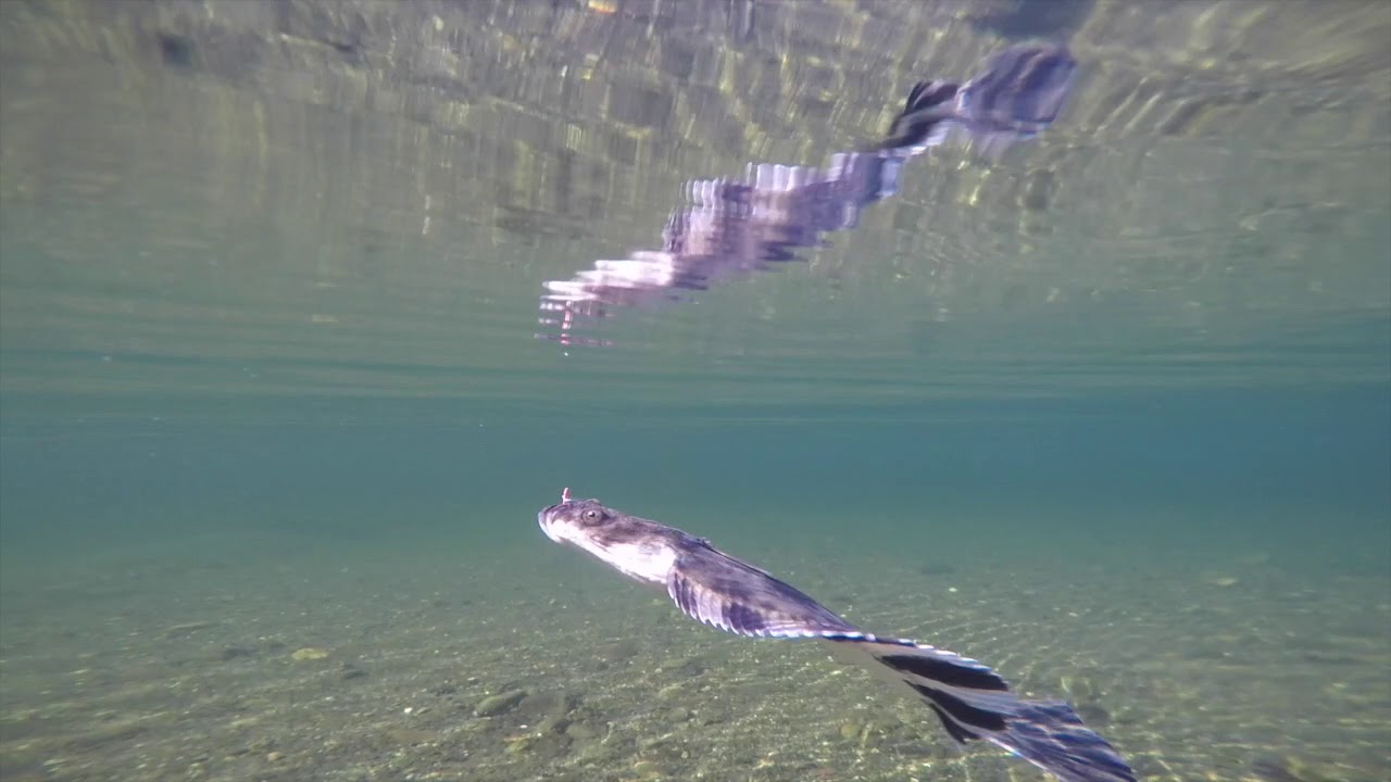 The Flounder YouTube