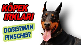 Doberman Özellikleri ve Evde Bakımı