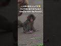 パンチくんに似てる赤ちゃん!市川市動植物園で4月に生まれた一人目の赤ちゃんです。Ichikawa Zoo Monkey New Born Baby loon like Punch!