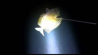 NIGHT SPEARFISHING 🇵🇭 CORTES SURIGAO DEL SUR.