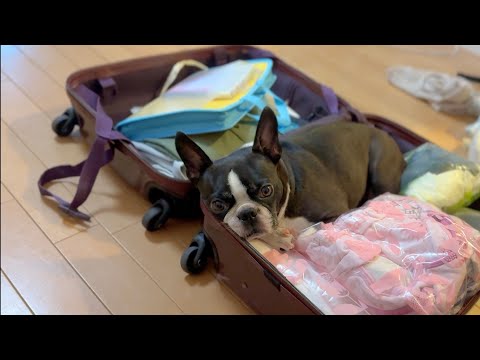 楽しいボストン・テリアライフ 楽しいボストン・テリアライフ 楽天市場】楽しいボストン