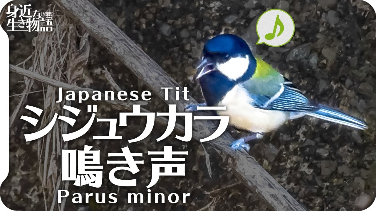 鳥の鳴き声 シジュウカラの鳴き声04 Birdsong Of Japanese Tit Parus Minor 身近な生き物語 Wild Birds Sounds Youtube