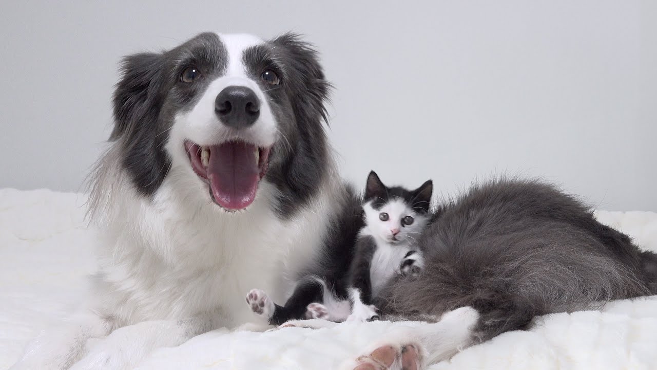 Tiny Rescued Kitten Raised By Border Collie Thinks He’s A Big Dog Too