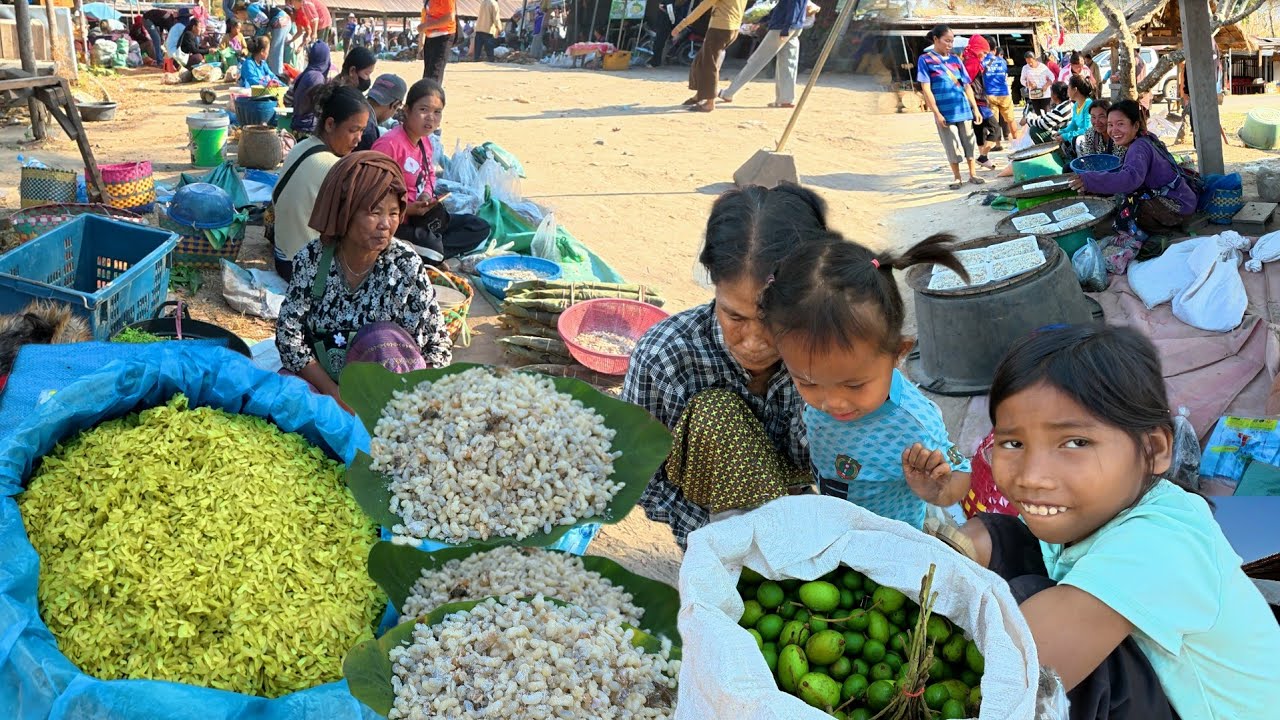 มะม่วงป่า เขียดโม้เขียดขาคำ ไข่มดแดง | อาหารพื้นถิ่นตามฤดูกาล #ช่องตาอู