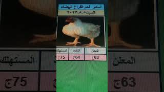 ارتفاع اسعار الفراخ البيضاء في مصر يوم السبت 5-8-2023