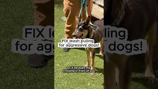 FIX Leash Pulling With Aggressive Dogs!