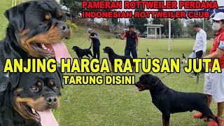 ROTTWEILER RATUSAN JUTA TARUNG DI PAMERAN INI  ROTTWEILER SHOW PERDANA IRC & PASCA PANDEMI COVID