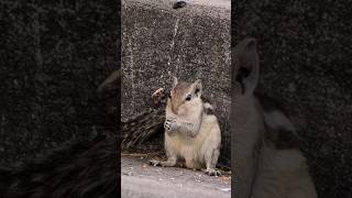 Tiny Squirrel Cute Moment 🐿️ | Nature Shorts #shorts #squirrel #cute #nature #wildlife #animals