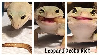 Leopard Gecko Diet