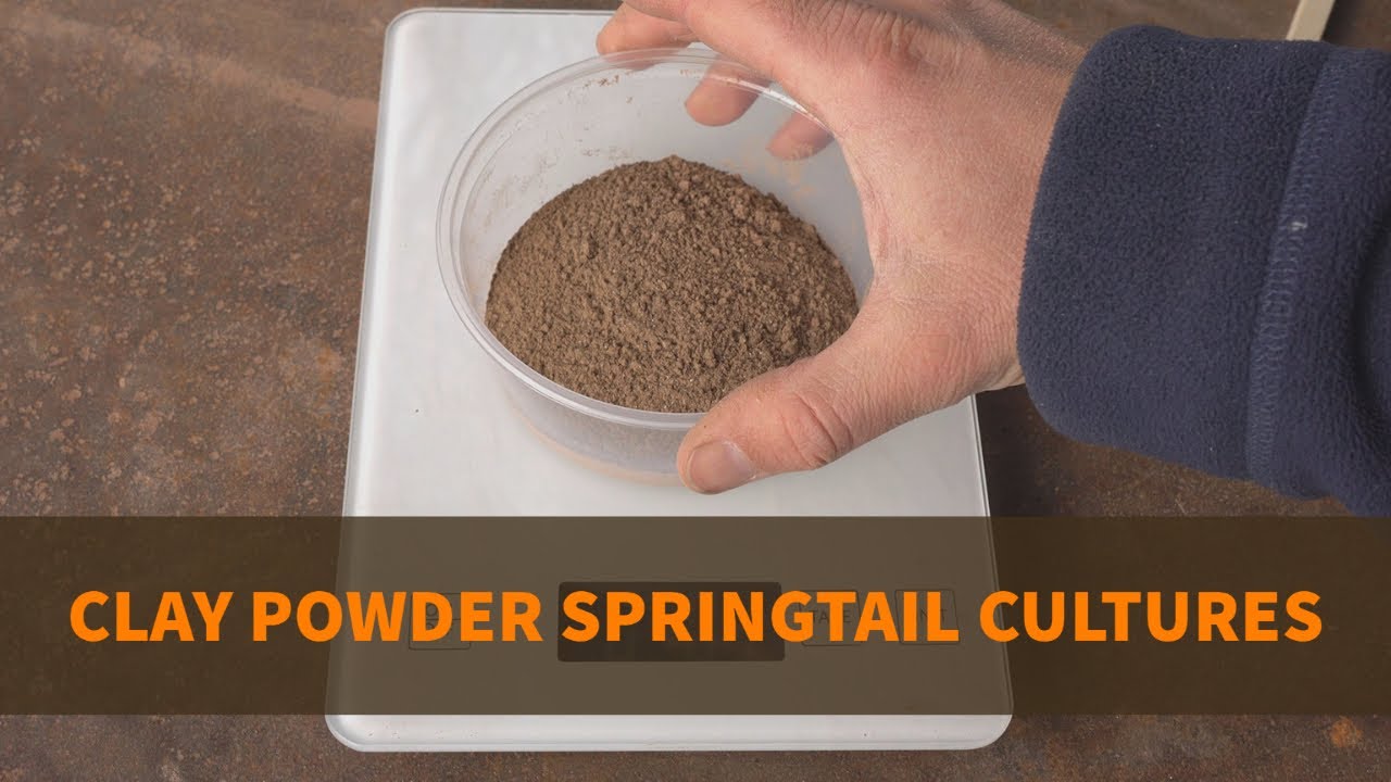 Springtails on Calcium Clay Powder: How To - YouTube