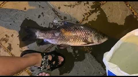 3 tiêu hồ tây va trôi khủng 3.5kg - Hùng Ba Tiêu