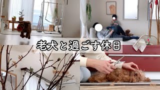 犬二匹と過ごす、平凡な休日