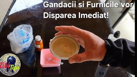 Ai probleme cu gandacii? Iata cum poti scapa de ei cu metode BIO!