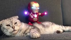 Extremely tolerant cat lets 'Iron Man' toy dance all over him