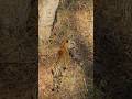 Taking wildlife journey with this track #manishbabusrinivas #wildkarnataka #kabini #bandipur #tigers