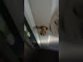 News:19 A cat at the backdoor 🙀👀🤔