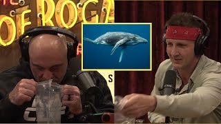 Sonny brings Joe WHALE MEAT?! - JRE #1925