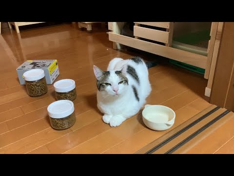 ジェスチャーで「ごはんくれ」を伝える猫　【今日のひのき猫】