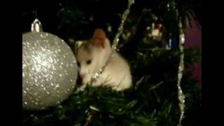 Cute Kitten in Christmas Tree (Happy Holidays)
