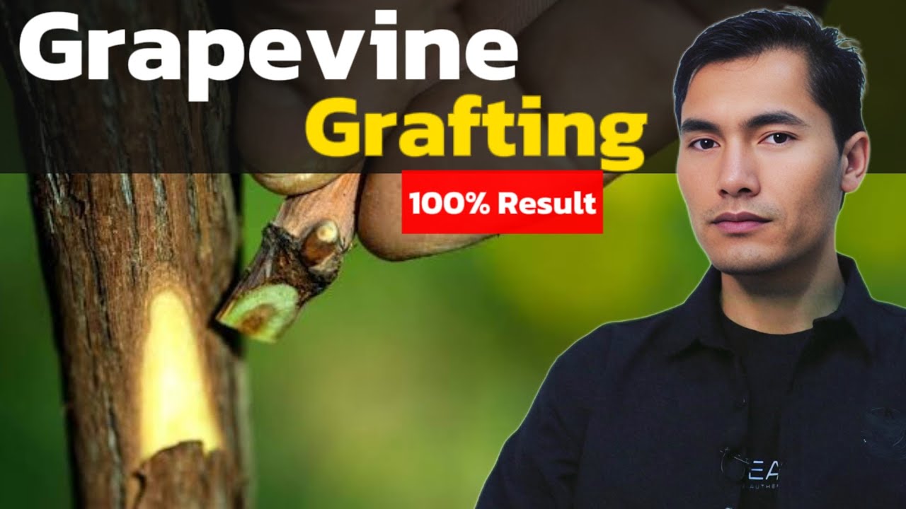 BEST Grapevine Tree Grafting Techniques! | Grafting an old vine with 100% result