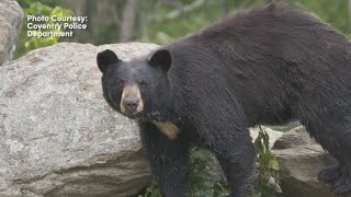 Coventry police search for large black bear spotted in neighborhood