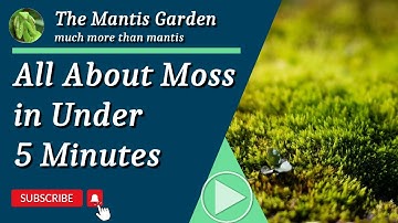All About Moss in Under 5 Minutes