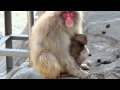 Japanese macaque baby boy : ニホンザルの赤ちゃん「歩きたいんだけどなかなかなかなか・・・」@上野動物園 - DSCN4196