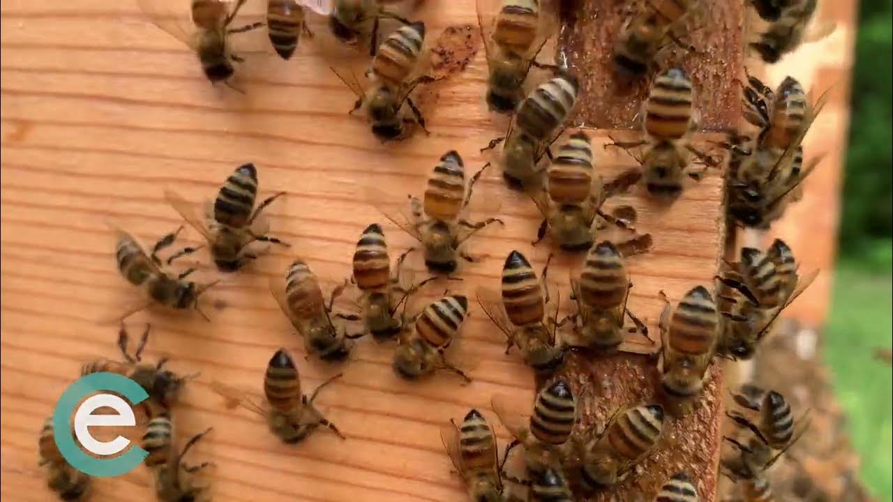 A Quick Peek Inside the Hives at Hitch Hive Honey in Excelsior Springs