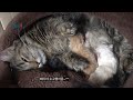 다리짧은 먼치킨 엄마고양이가 새끼를 낳고 한 행동 (고양이 출산 영상)