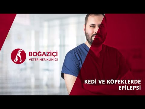 Kedi ve Köpeklerde