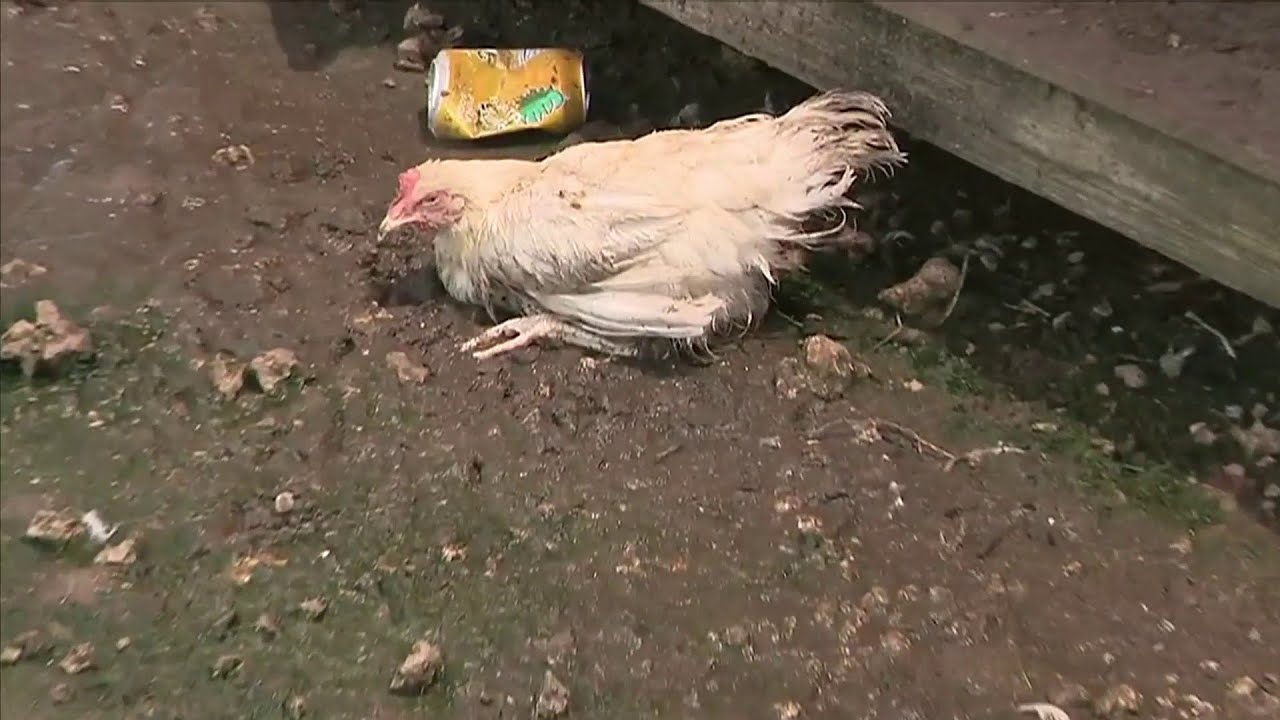 Woman Slaughtering Chickens Woman Slaughtering Chickens