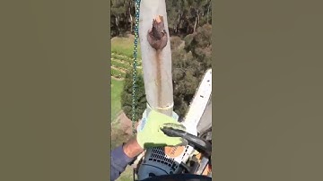 #demontage #dismantle #arborist #arboristegrimpeur #eucalyptus #rigging #retention #chainsawman