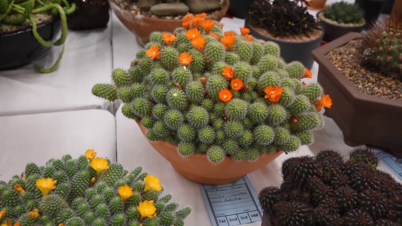 Cactus Identification: Rebutia sp