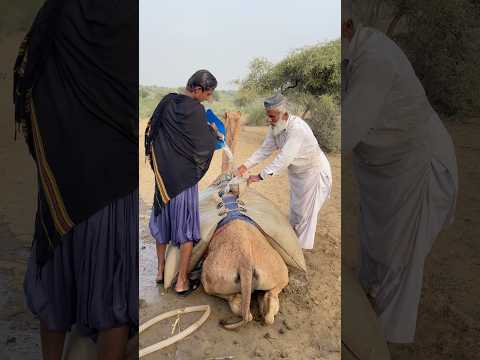 الق م اش ع ل ى ظ ه ر الج م ل ه و ك ن ز الم اء ل أ ه ل الص ح ر اء  