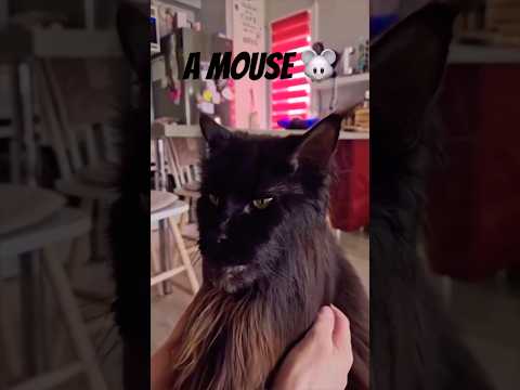 A Very Distinguished Gentleman